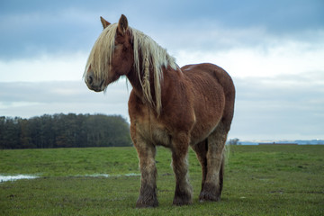 Jutland Horse, Equus ferus caballus