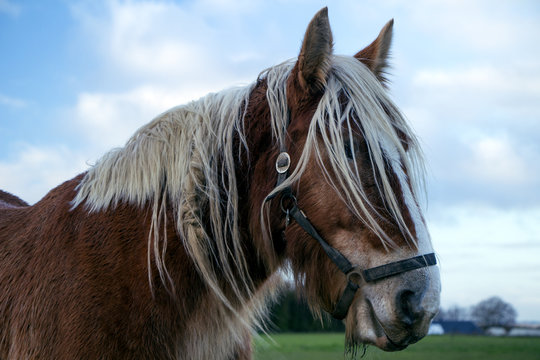 Jutland Horse Closeup, Equus ferus caballus