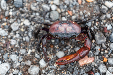 field crab