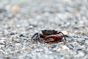 field crab