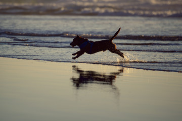 Active dog running on the beach at sunset