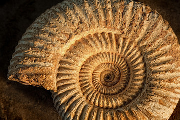 Ammonite with sidelight