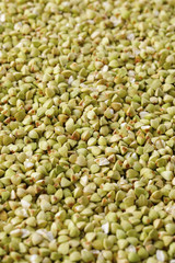 蕎麦の実　Buckwheat seed