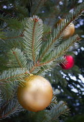 Tannenzweig mit goldener Christbaumkugel