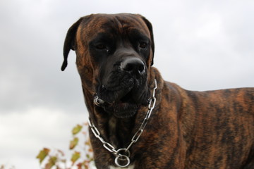 Chien molosse : cane corso bringer