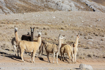 Llama