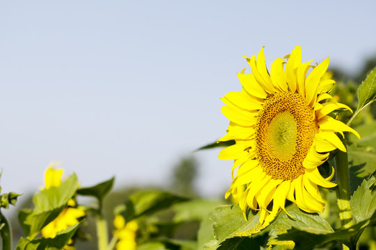 Sunflower field landscape. Sunflowers close up