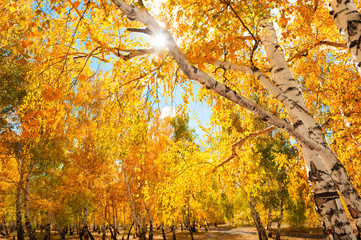 Trees with yellow leaves in autumn forest.