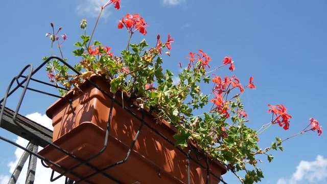 Gerani rossi sul balcone dello chalet di montagna