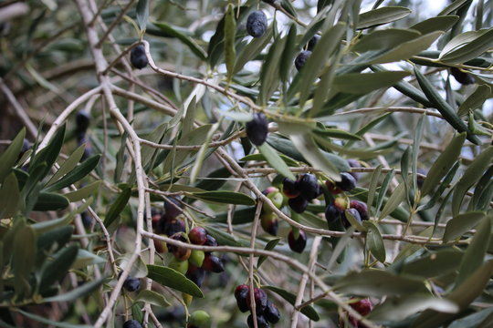 olive noire dans un olivier