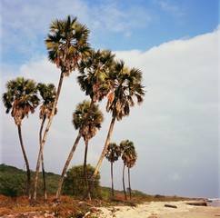 palm