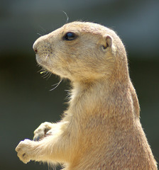Erdmännchen