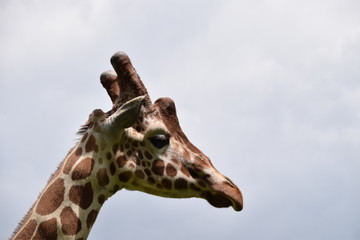 girafe