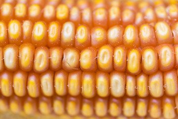 Macro shot of corn grain.Pattern of maize.Useful as food background.