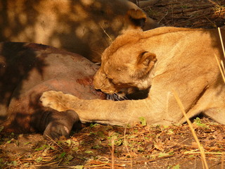 lions
