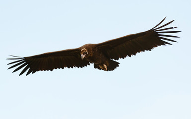 Big black vulture in flight