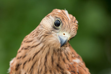 Portrait of a young kestrel