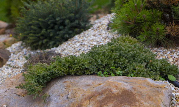 a creeping elm hanging from a quartzite stone made of rock carrion filled with marble crumb and pine bark