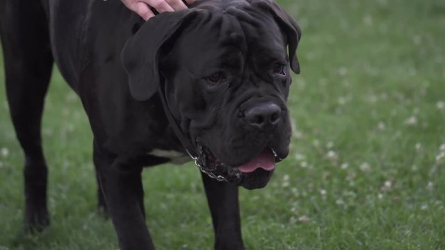 Pet-life.Owner doing Massage for dog Cane Corso