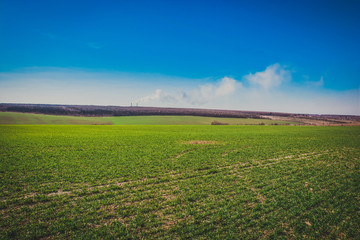 Fototapeta na wymiar Green field on the blue sky background