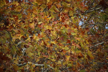 feuille d'un arbre en automne