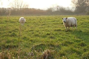 Schafe auf der Weide