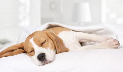 Cercles muraux Chien Chien Beagle dormant à la maison sur le lit