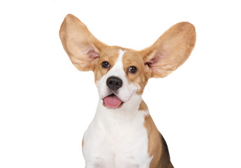 Portrait of purebred Beagle dog