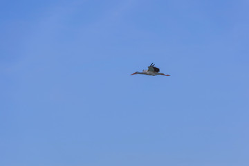Straight flying white stork