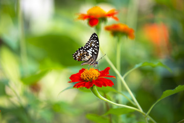 Lime Butterfly (Papilio demoleus malayanus) swarming on flowers. Beautiful nature.