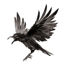 drawn flying bird on white background