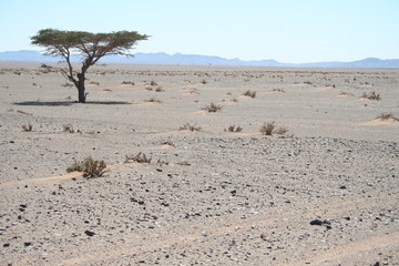 Lonely tree in a desert plain