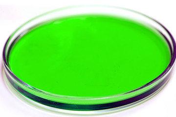 Petri dish with blood samples