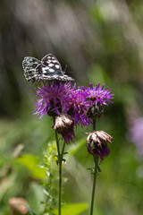 Beautiful Butterfly on Violet Rhaponticum, Nature Theme