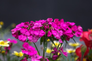 Close-up of Pink Hortensia Petals and Flowers