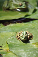 Frog on a lily pond