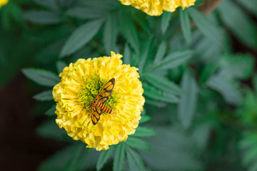 close-up Insect on beautiful marigold flowers in the garden.In the morning, look fresh