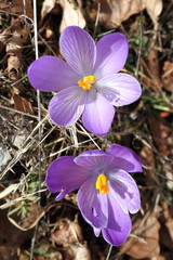 Spring crocuses flowers