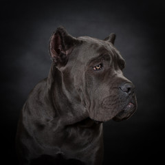 Cane corso, black dog on the black background