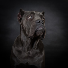 Cane corso, black dog on the black background