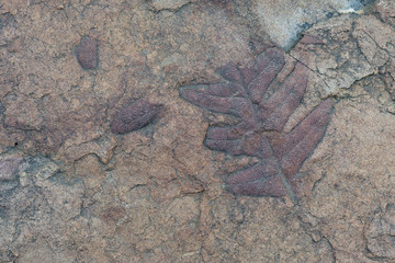 Fósil de hoja de roble