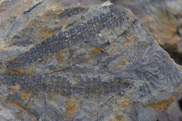 Naklejka premium Fósil de plantas.