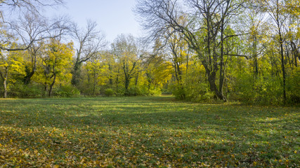 Naklejka premium Field in Austrian Park in Laxenburg