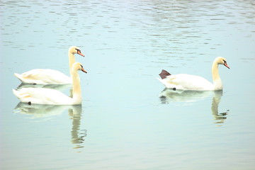 Fototapeta premium Swans in water