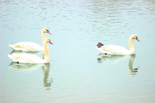 Swans in water