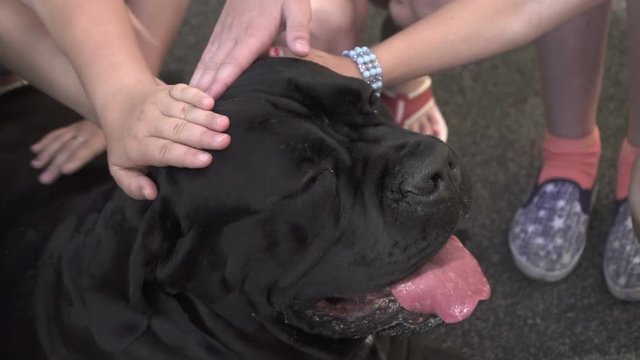 Many Children's Hands Pat The Friendly Patience Cane Corso Dog