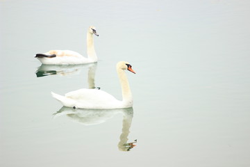 Swans 