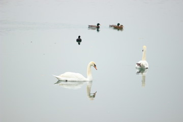 Swans and ducks in water