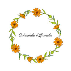 Obraz premium Calendula flower wreath isolated on white background, decorative round frame hand drawn marigold, vector illustration for design package tea, cosmetic, natural medicine, greeting card, wedding invite