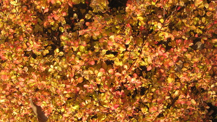 Berberis thunbergii Bonanza Gold